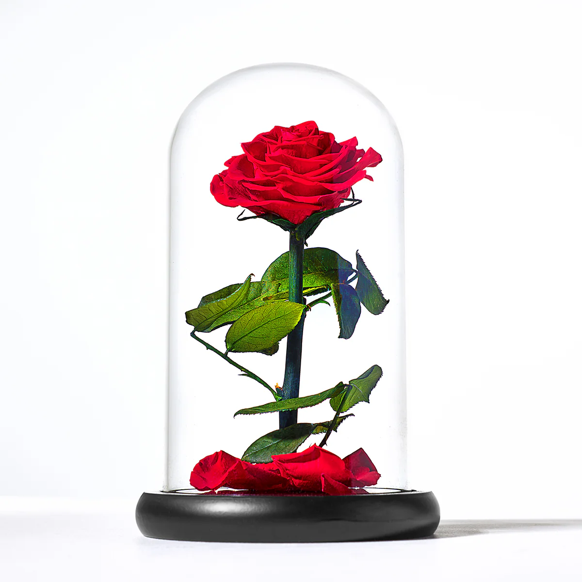 Timeless Rose by Sharper Image